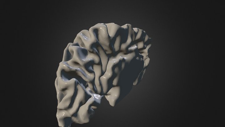 cervello 3D Model