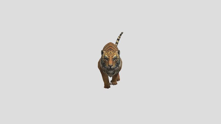 tiger 3D Model