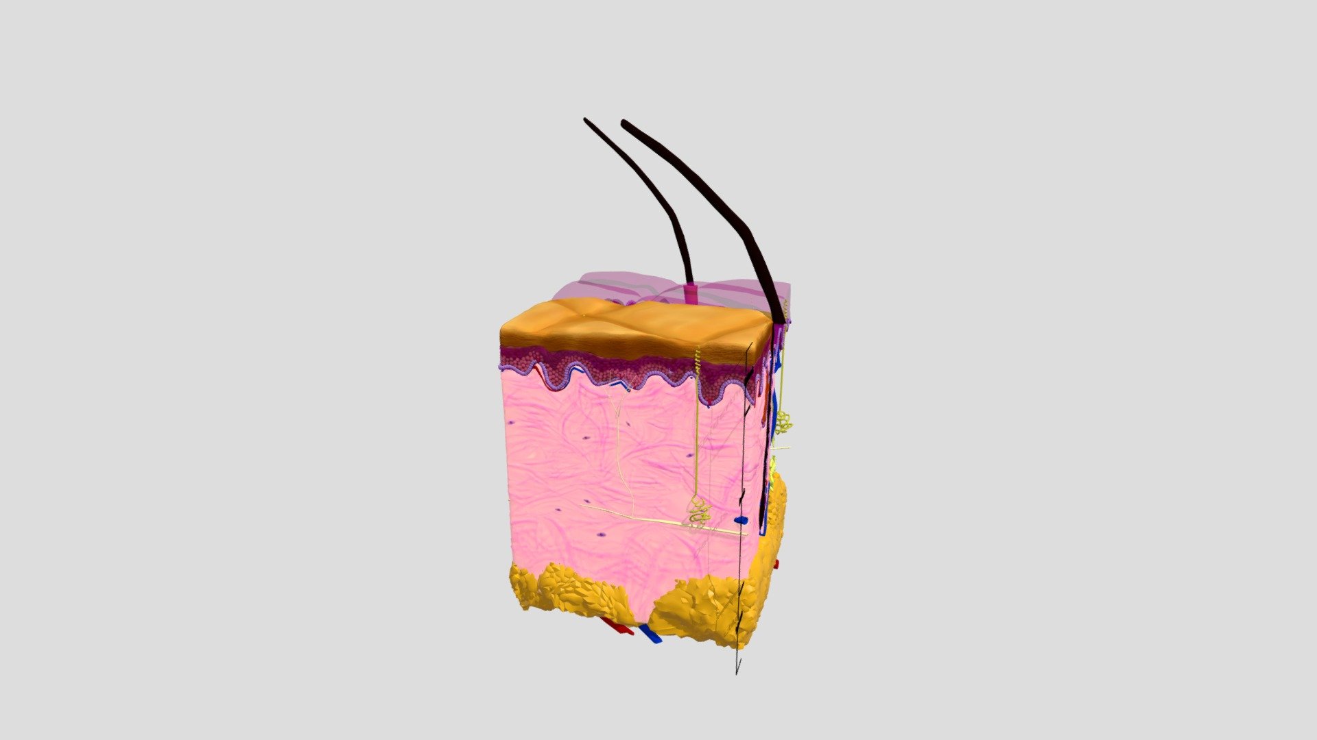 Skin Anatomy - 3D model by OnderYardas (@Onder-Yardas) [31a8dbe ...