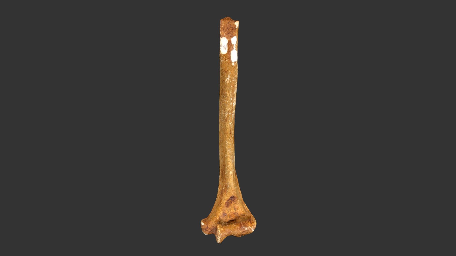 Homo neanderthalensis (Neanderthal 1) (433rp11)