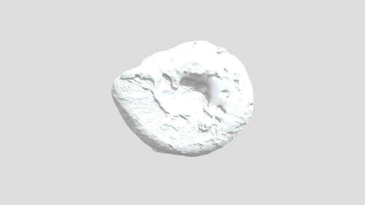 Ammonites 3D 3D Model