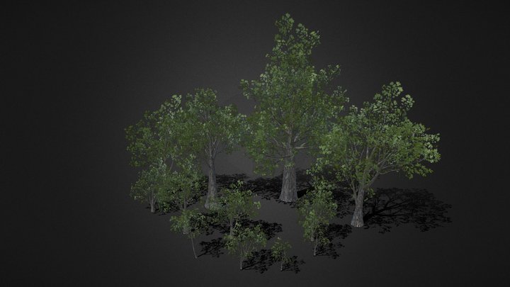 Pin Oak Tree Pack 3D Model