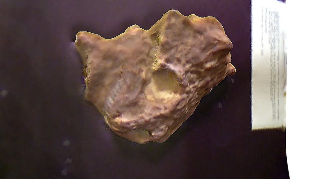 Pareiasaurus Skull