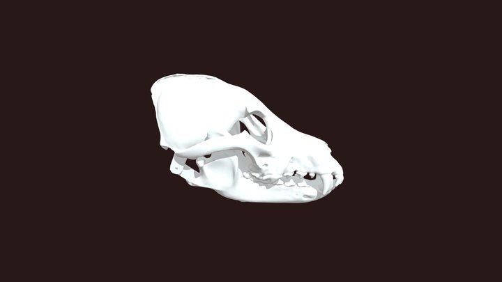 Wolf Skull Project (1) 3D Model