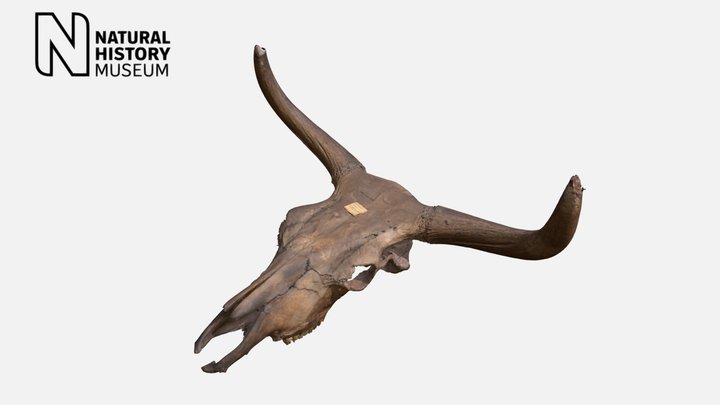 Aurochs Skull 1972-5068 3D Model
