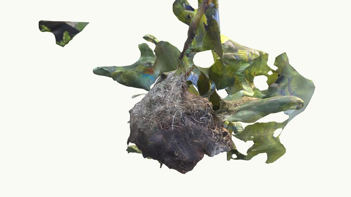 Weaver bird - habitat 3D Model