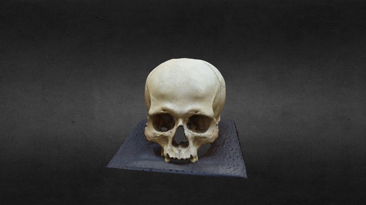 Cranio trapanato - Su Crocefissu Mannu 3D Model