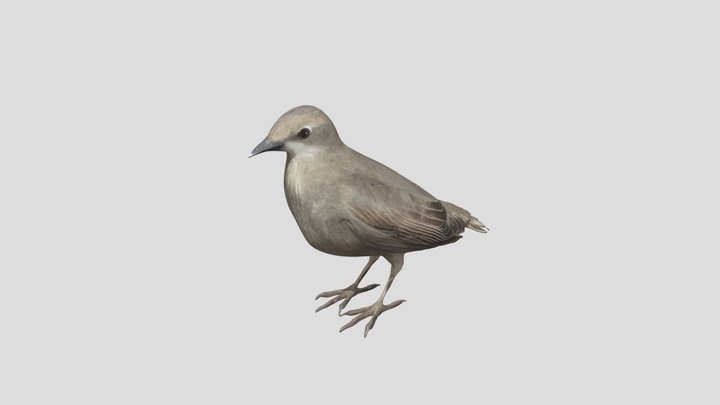starling chick 3D Model