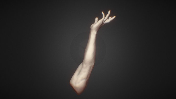 Forearm Study 3D Model