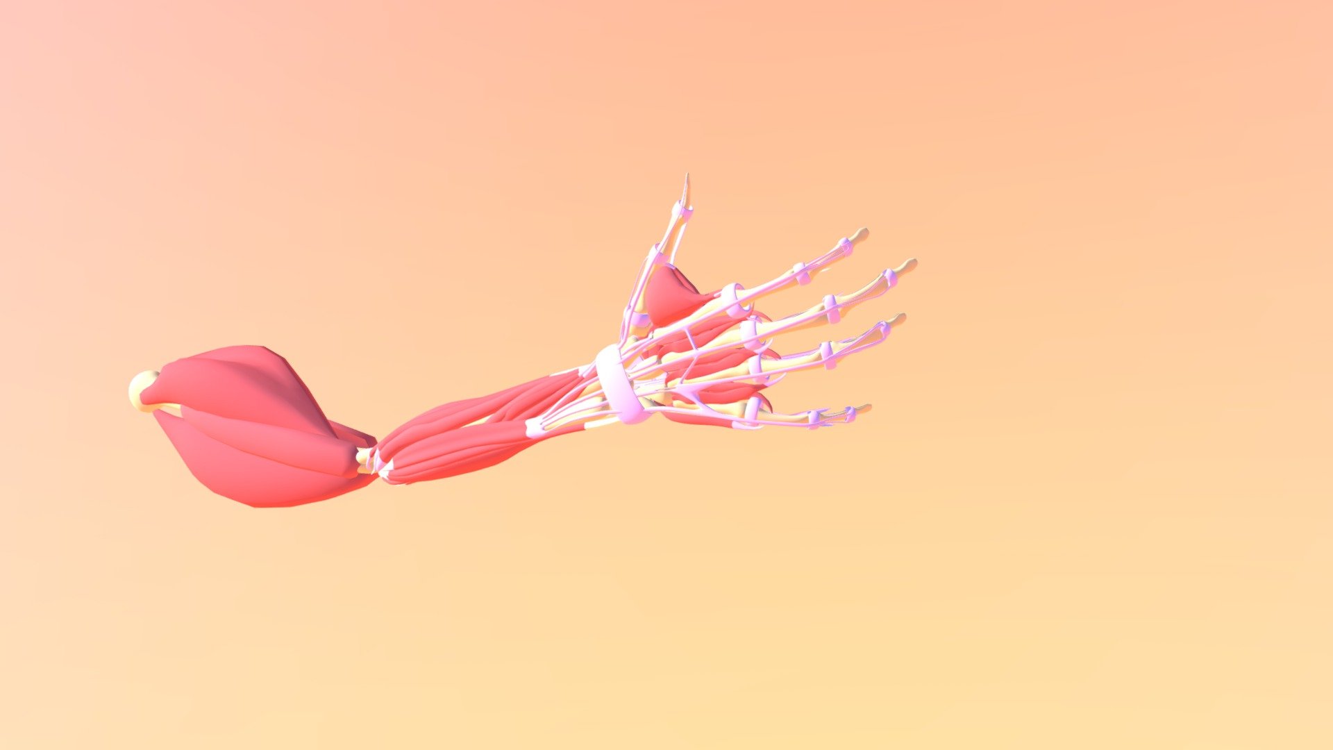 Musculos de la mano