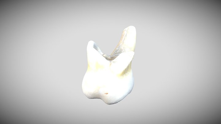 Dent - Tooth 3D Model