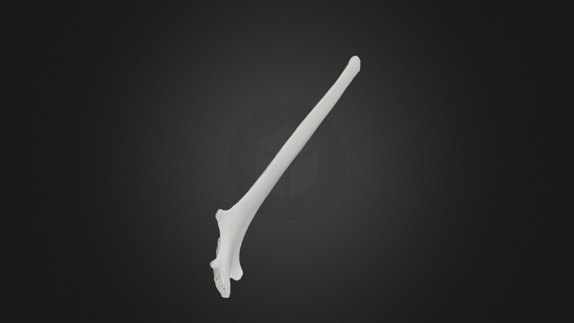 Loxodanta africana (elephant) right Rib 21 (dex)