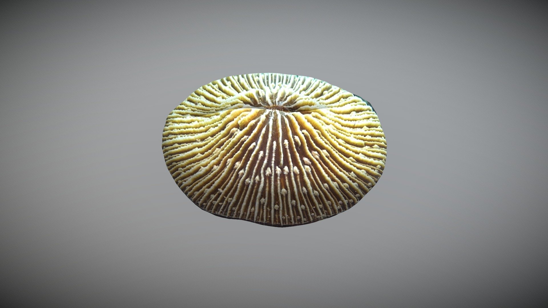 fungia scruposa