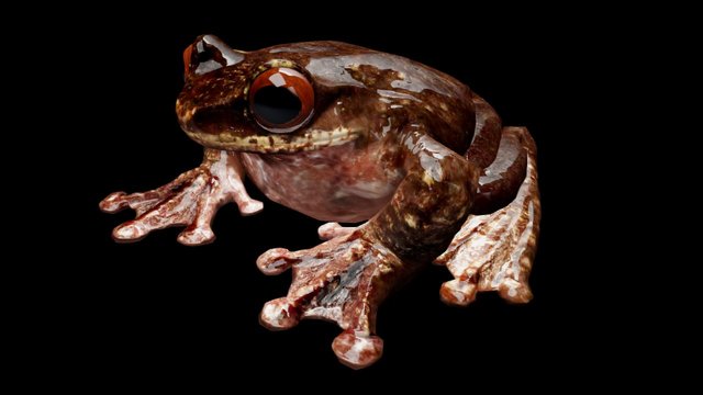 Rabb's Frog 3D Model