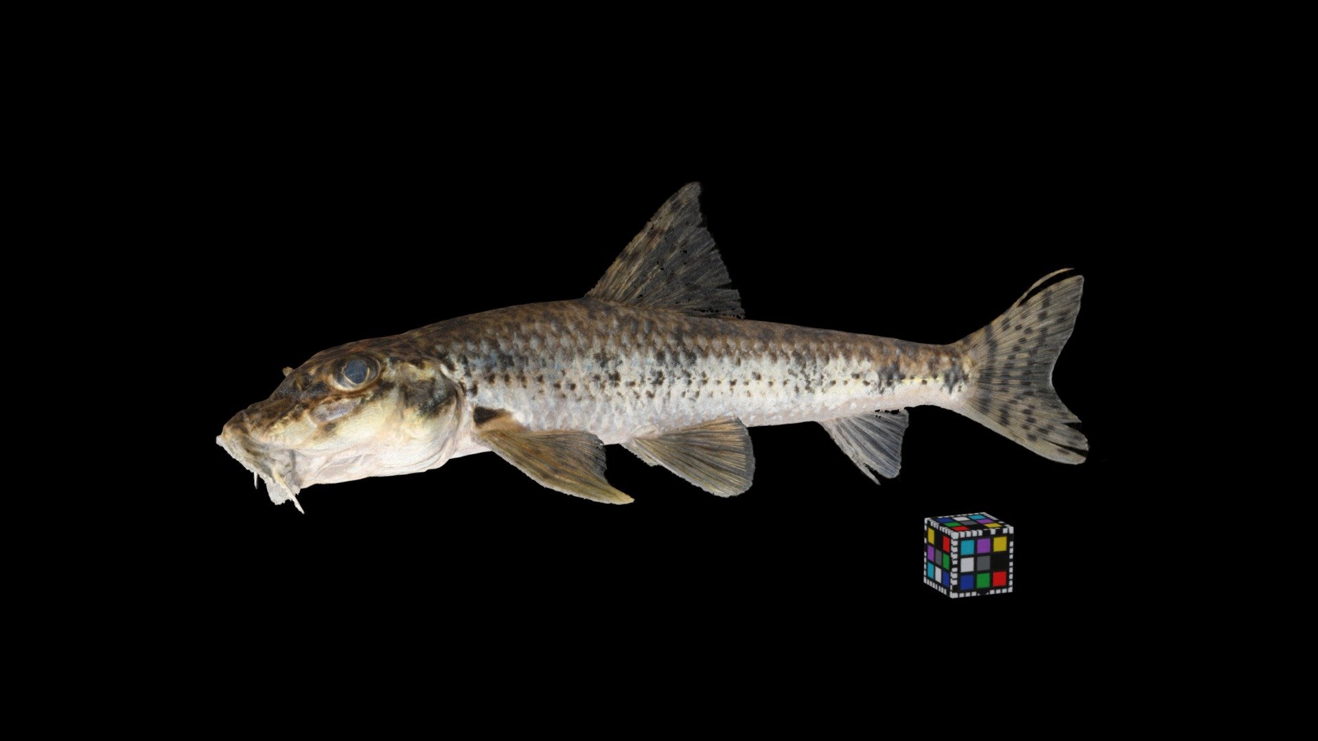 カマツカ ♂ Pike gudgeon, Pseudogobio esocinus