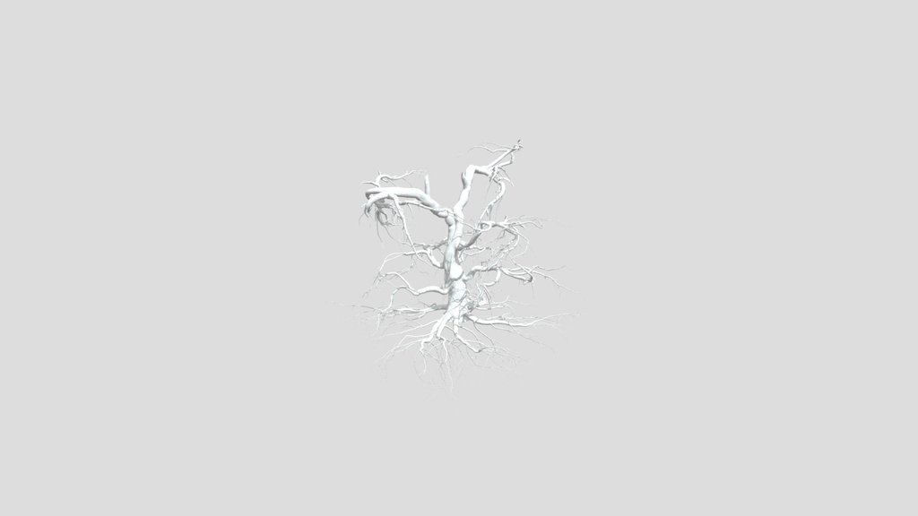Sj Broken Tree Without Leaves