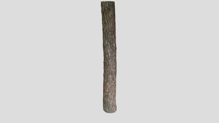 Hemlock Tree Bark