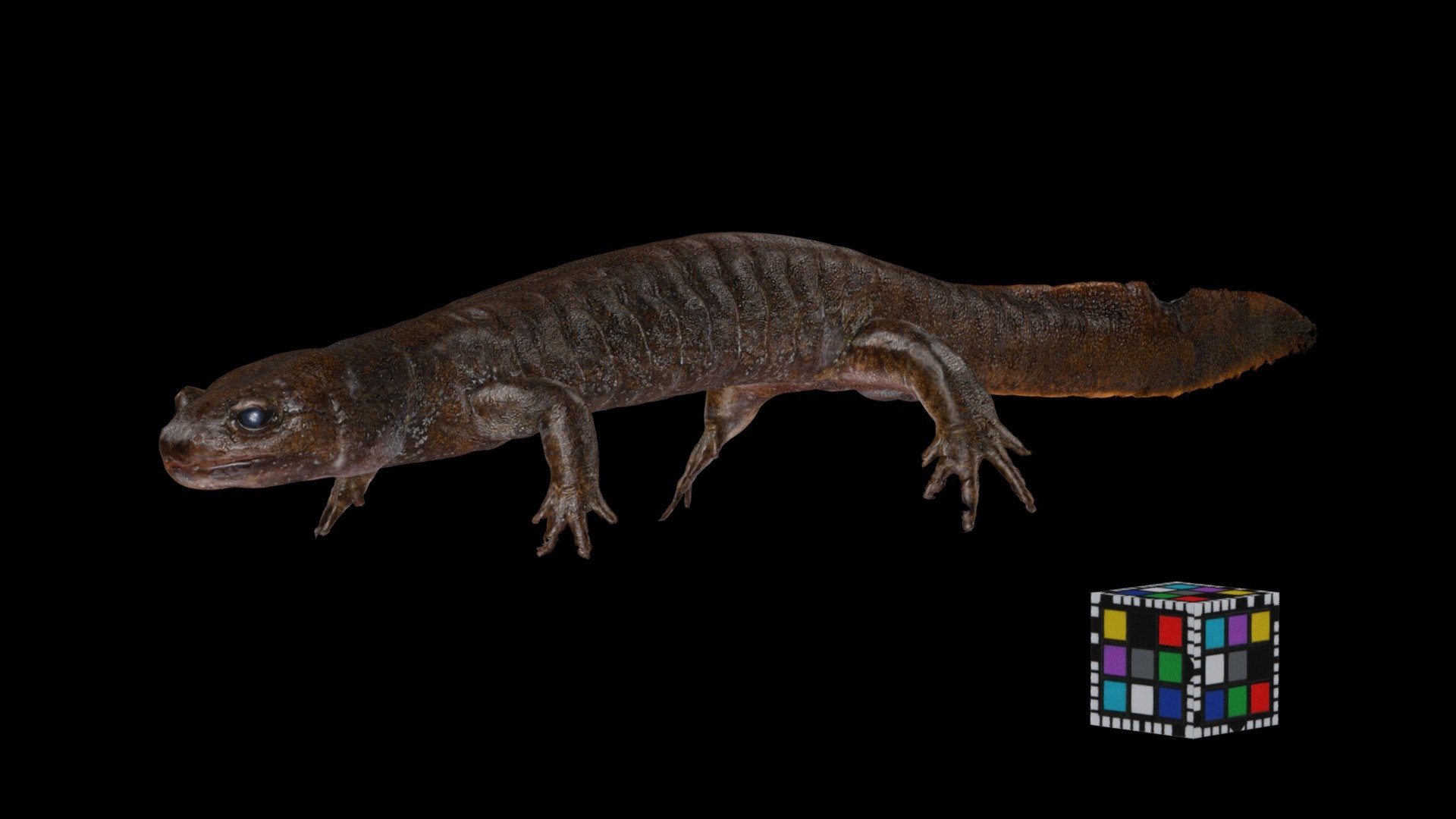 カスミサンショウウオ Kasumi Salamander, Hynobius nebulosus