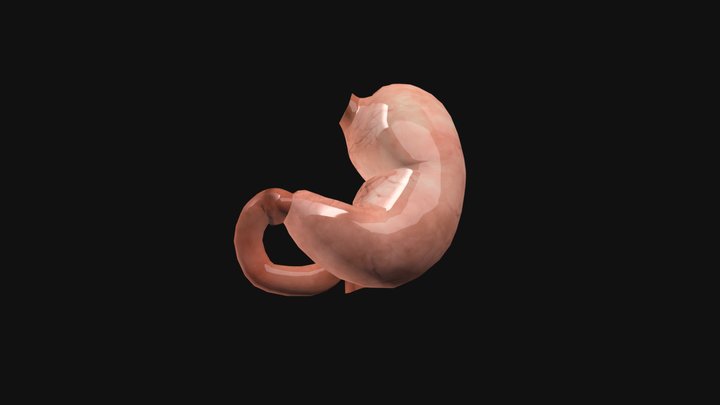 Stomach 3D Model