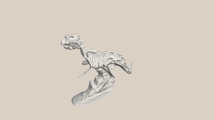 Fossils of Psittacosaurus (dinosaur) 3D Model