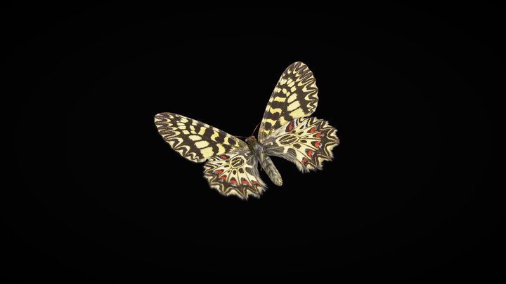 Southern Festoon