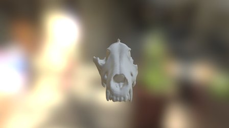 Broken Canis lupus Skill 3D Model