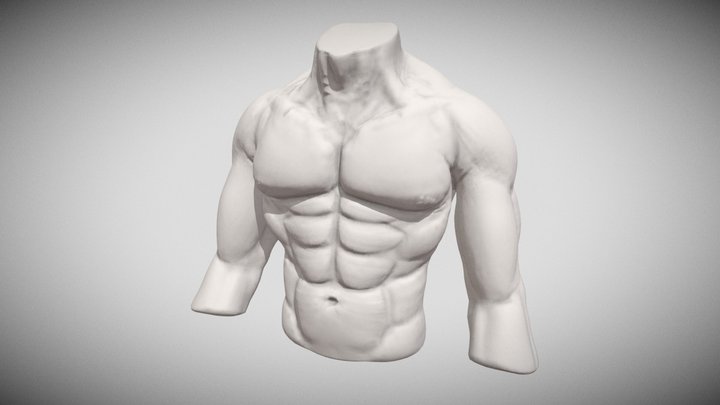 male torso anatomy sketch 3D Model