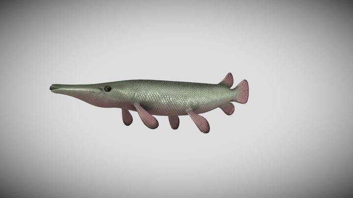 Alligator Gar 3D Model