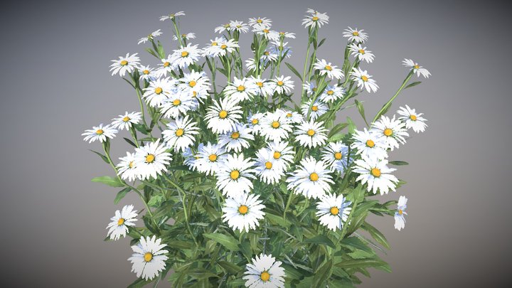 Chamomile 3D Model
