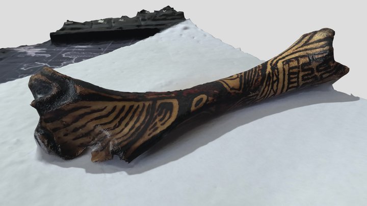 Bear bone 3D Model