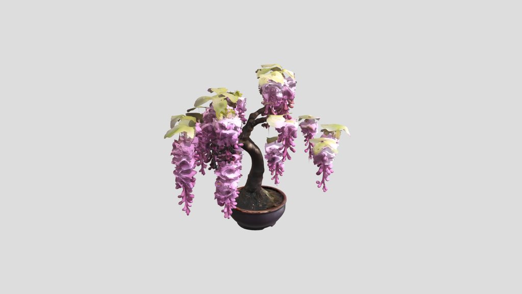Wisteria bonsai
