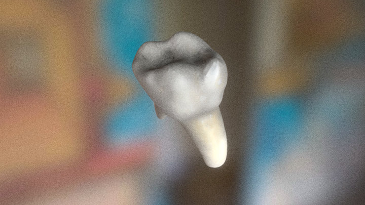 Tooth no texture 3D Model