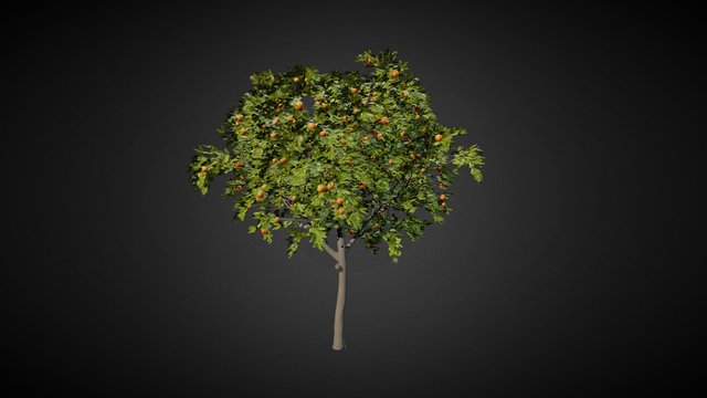 Citrus sinensis (Orange tree) 3D Model
