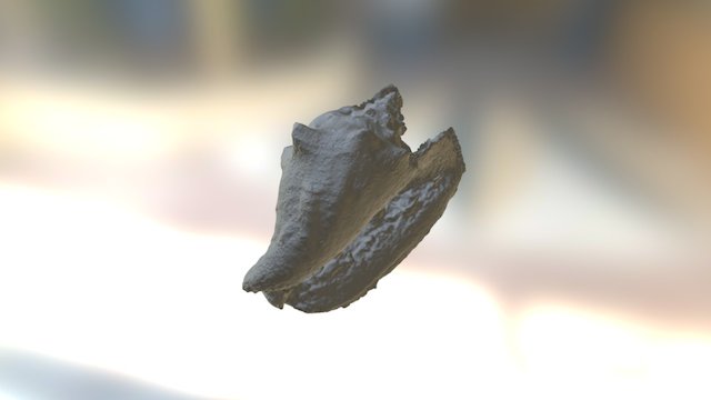 Shell 3D Model