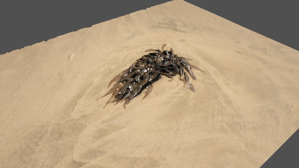 Laguna Beach Kelp - Photoscan