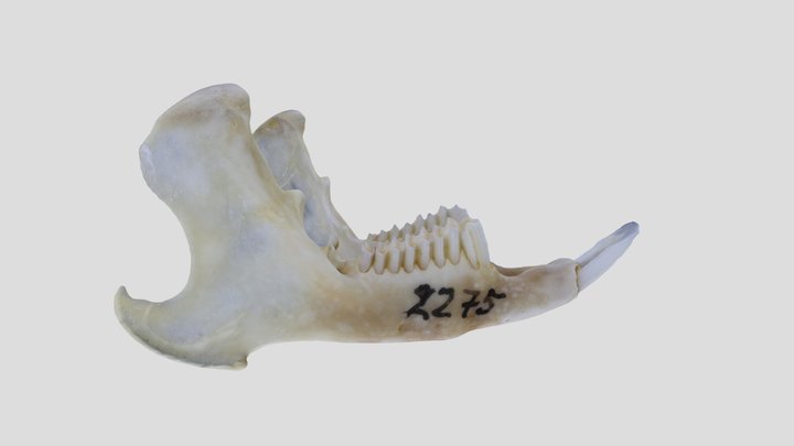 UWYMV:Mamm:2275, Ochotona collaris, Mandible – Free 3D Model STL