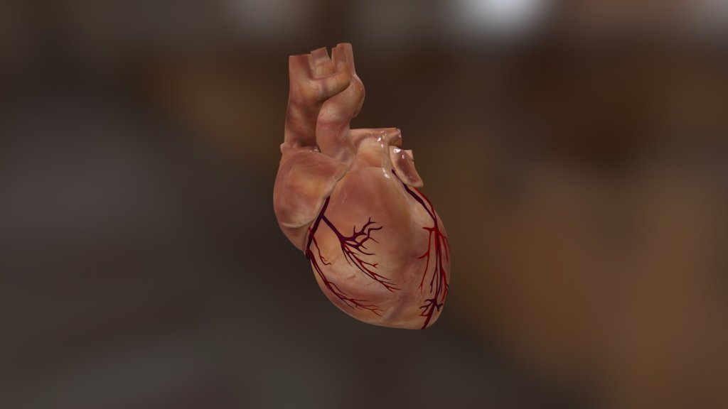 Human Heart - 3D model by Conscience [31f5999] - Sketchfab