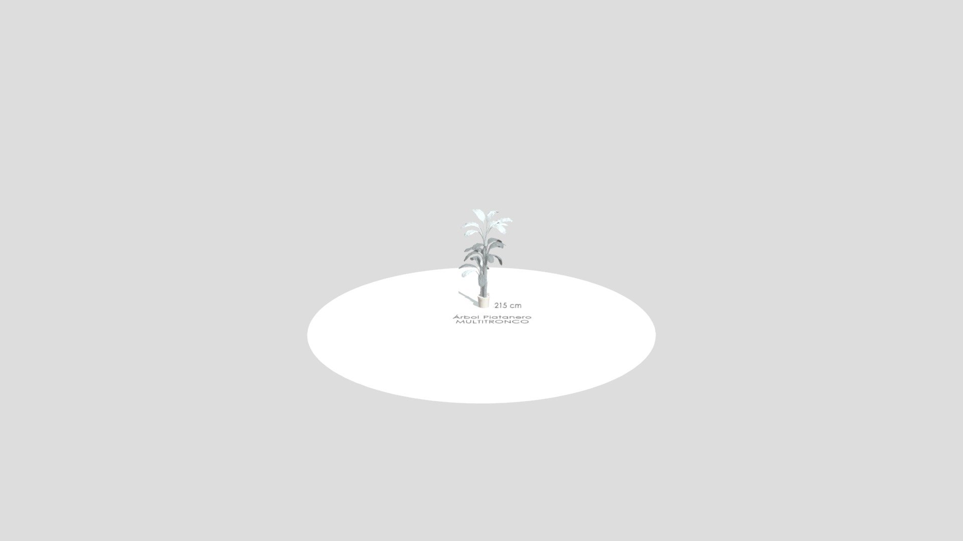 Árbol Platanero Multitronco