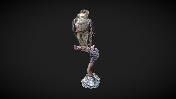 Falcon 3D Model