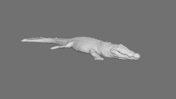 Crocodile 3D Model