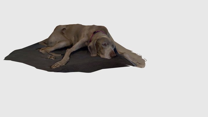 Penelope, the sleepy dog 3D Model