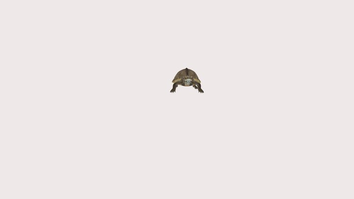 pearlturtle_v1_L2_123c8b254914-0c70-4cc6-bc03-8d 3D Model