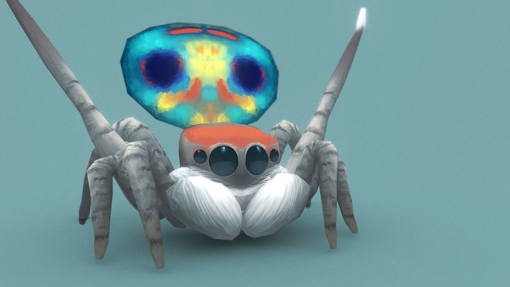 Peacock jumping spider! 3D Model