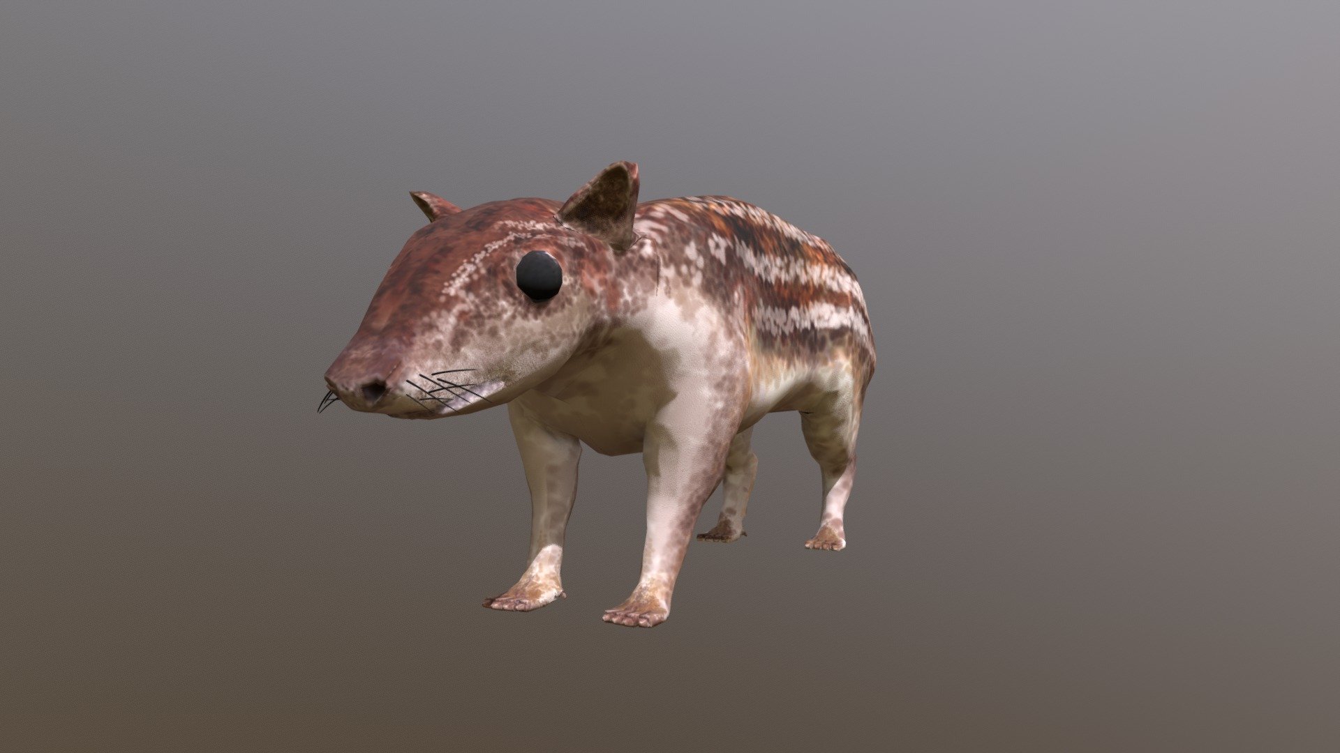 Mountain Paca - Guagua - Buy Royalty Free 3D model by 3dlowpoly ...