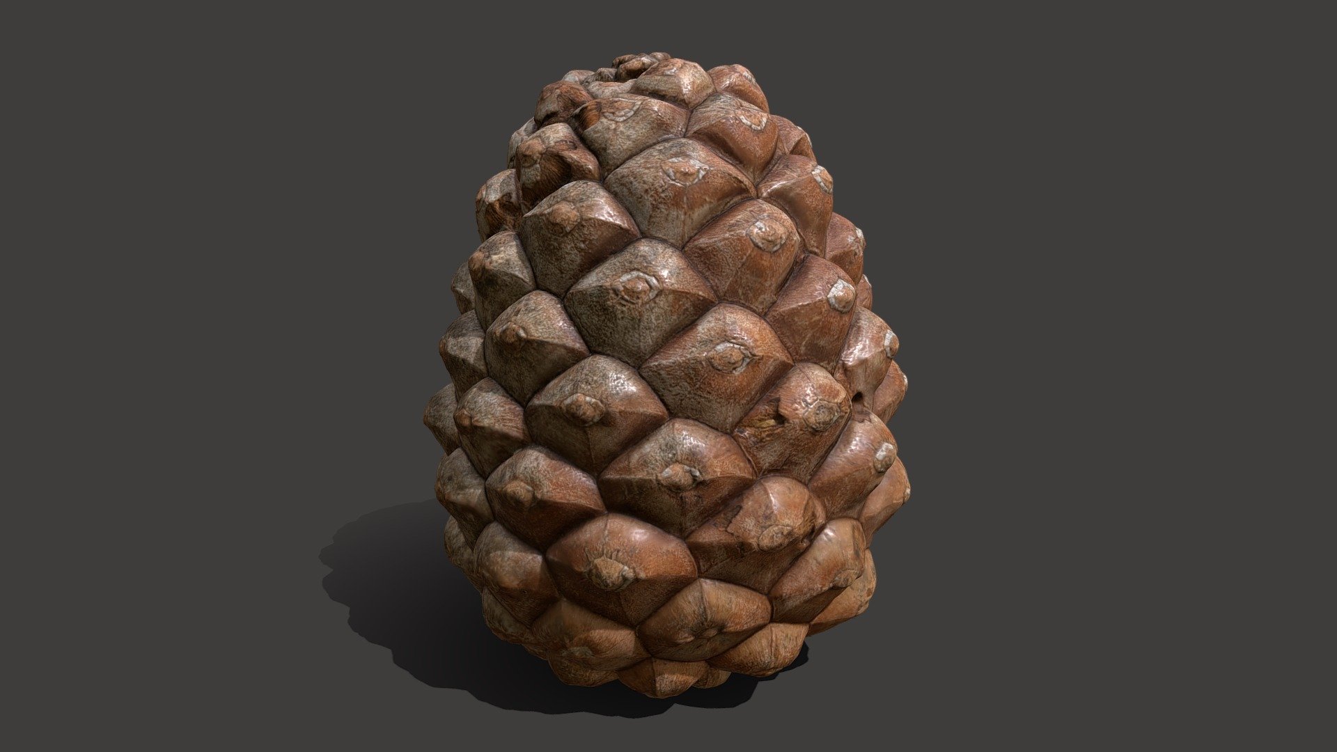 Foto cubo immagini Pine cone 