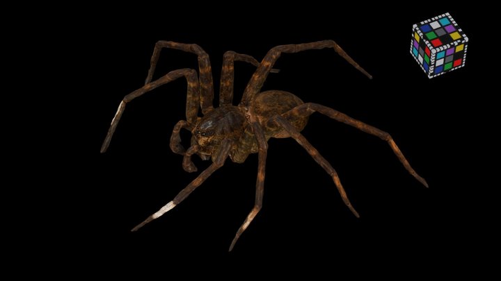 CC0 オオハシリグモ 🕷️ Fishing Spider, Dolomedes orion