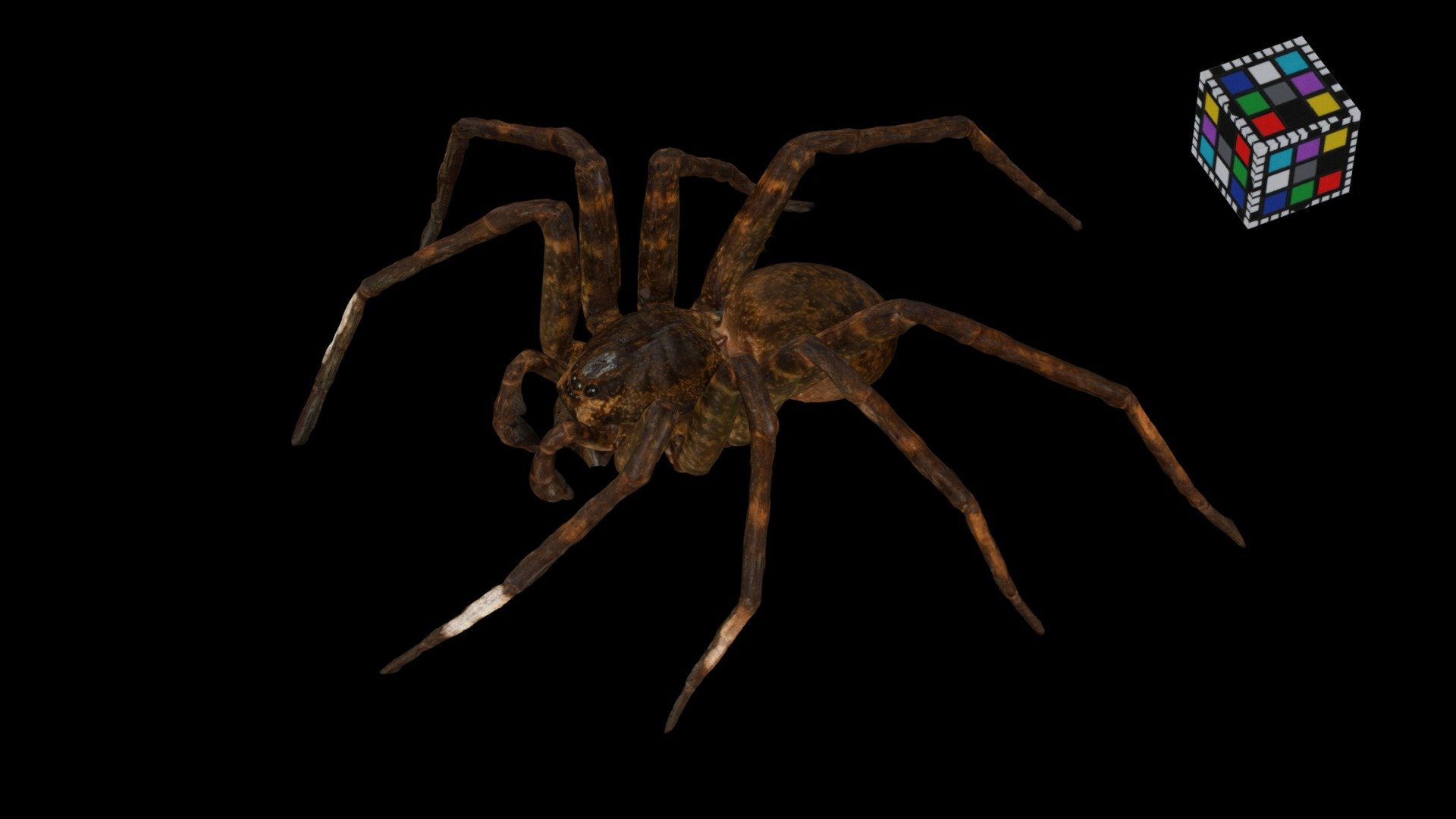 オオハシリグモ Okinawan Fishing Spider, Dolomedes orion