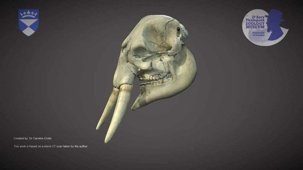 African Forest Elephant (for mobile devices)