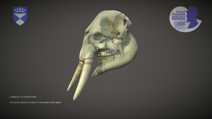 African Forest Elephant (for mobile devices) – Kostenloses 3D-Modell STL