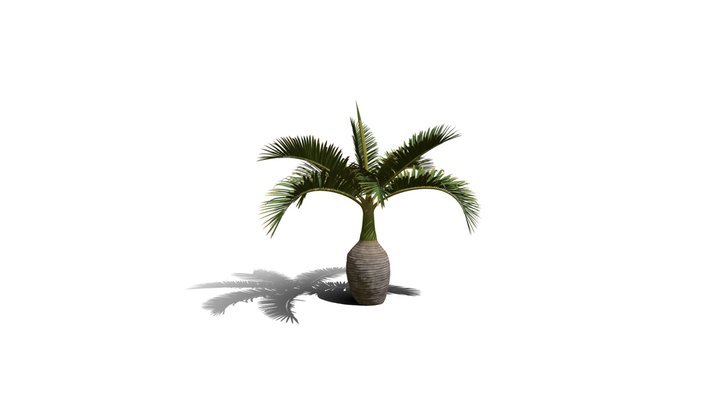 Realistic HD Bottle palm (5/15) 3D Model